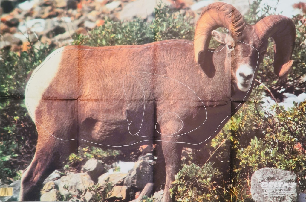 Animal Target Bighorn Sheep Delta