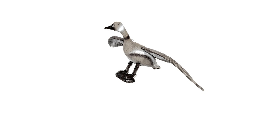 Goose flying FB