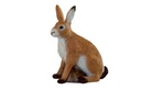 Hare European large FB