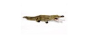 Crocodile petit   FB