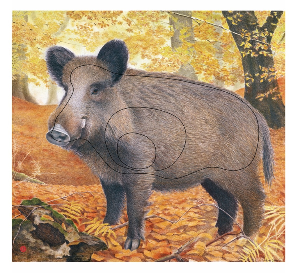Animal picture Wild Boar