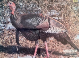 Animal Target Wild Turkey Delta