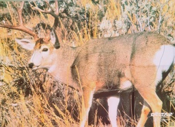 Cible Animale Whitetail Deer Delta