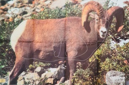 Cible Animale Bighorn Sheep Delta