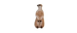 Meerkats FB