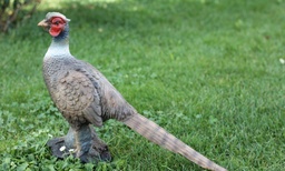 Pheasant Premium FB