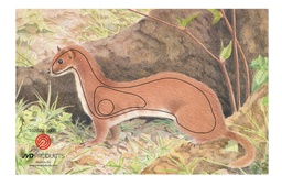Tierbild Ermine