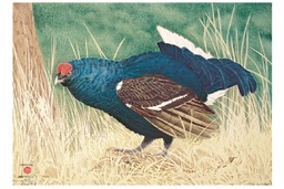 Photo d'animal Tétras bleu