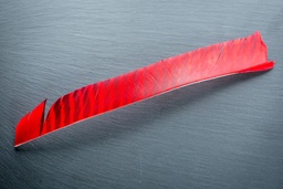 Plume naturelle LW pleine longueur Barred