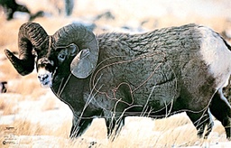 Animal Target Ram Martin 