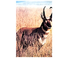 Cible Animale Antelope Martin
