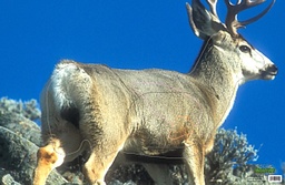 Cible Animale Mule Deer Blue Martin