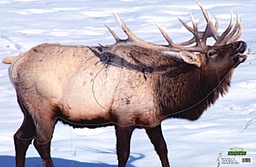 Cible Animale Wapiti Martin 
