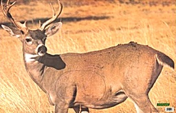 Tierbild Field Buck Martin