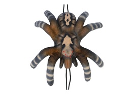 Kleine Vogelspinne Leitold